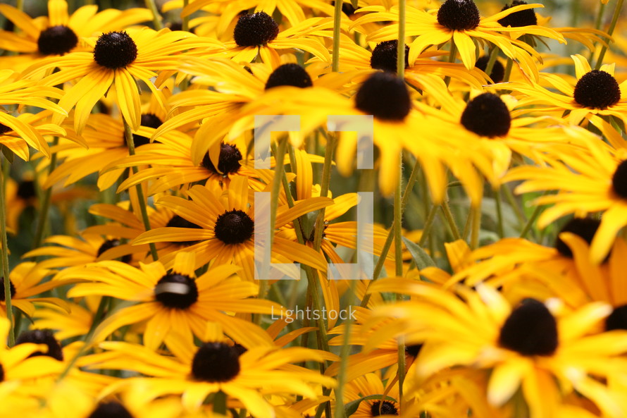 field of yellow black eyed Susan's