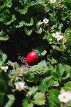 Beautiful decorated Easter egg as strawberry near blooming bush in garden. High quality photo