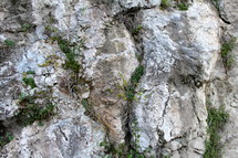 plants on a cliff 