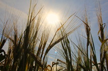 ripe wheat under the glow of sunlight 