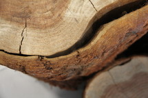 bark on a log 