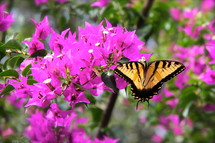 butterfly on pink flowers 