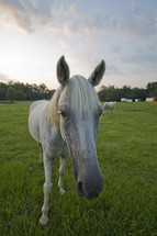 horse in a pasture 