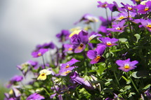 Cascade of purple pansy flowers