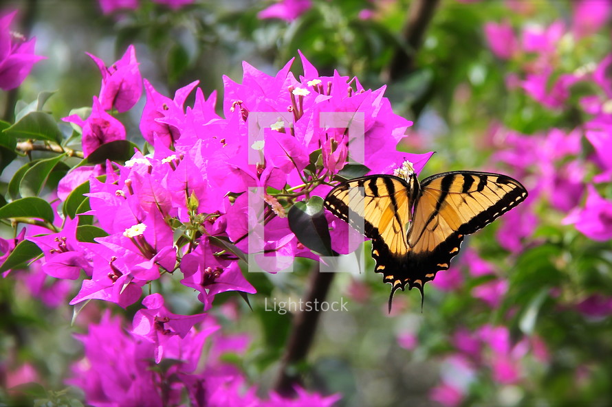 butterfly on pink flowers 