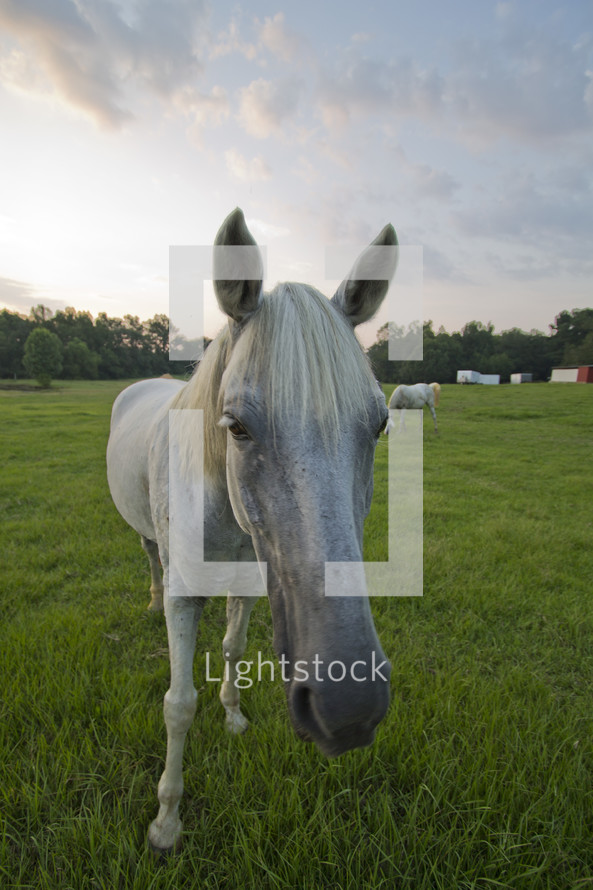 horse in a pasture 