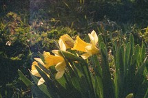 sunlight shining on daffodils 