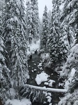 stream through a winter forest 