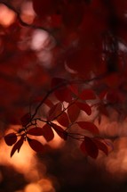 red fall leaves and bokeh sunlight 