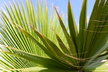 Palm fronds or branches