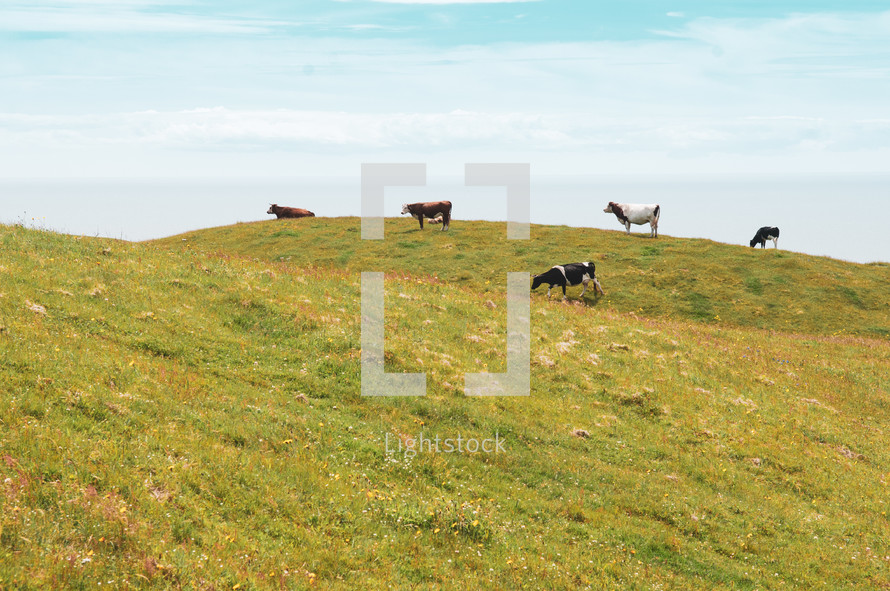 cattle on green hills along a shore 