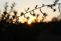 flowers at sunset 