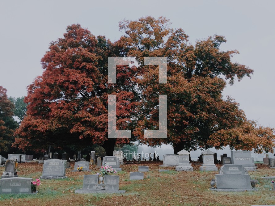 fall trees in a graveyard 