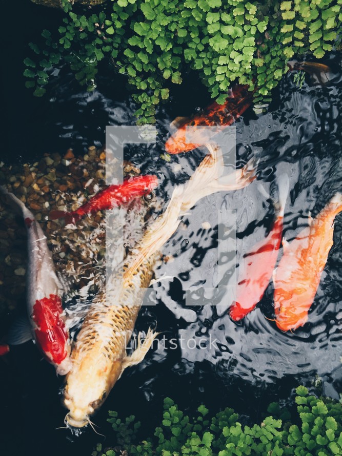 Koi fish in a pond 