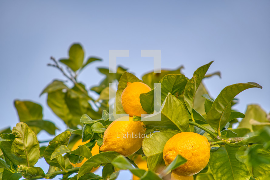 ripe lemons on a tree ready to be picked 