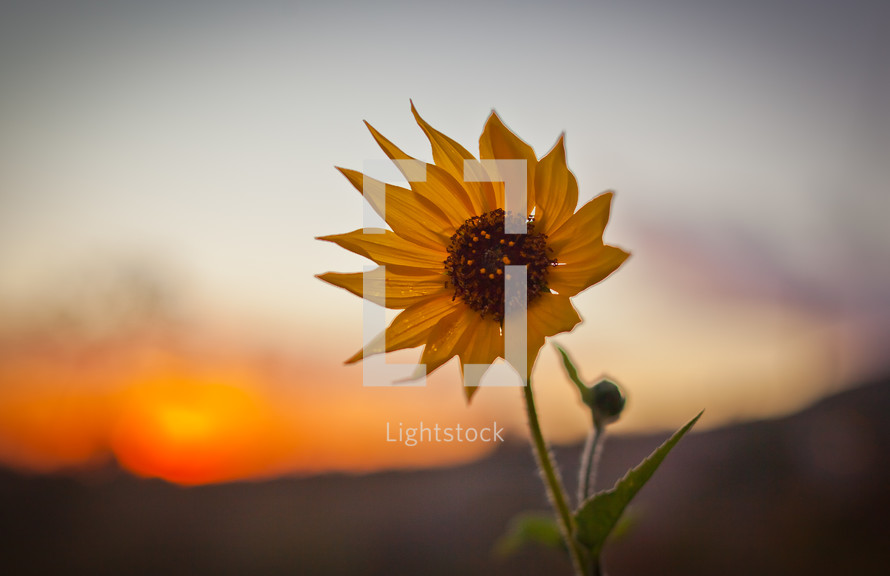Sunflower at sunset.