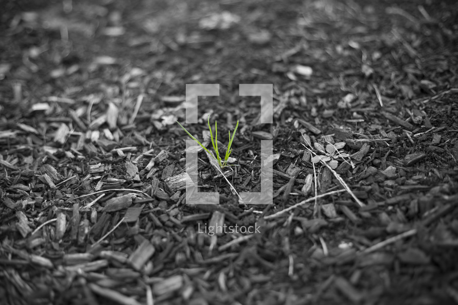 sprouts of grass in mulch 