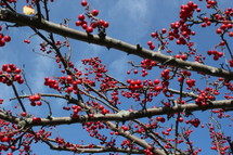 Berries on a tree.