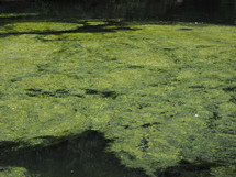 green algae floating on the water surface of a pond