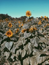 wilted scorched sunflowers 