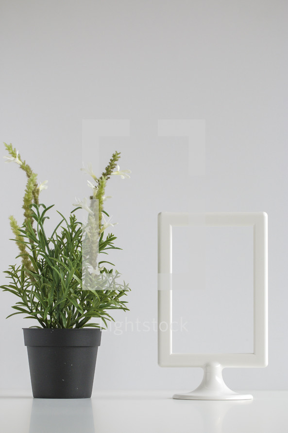 house plant and white frame 