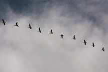 geese in migration 