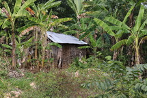 shack in a jungle 