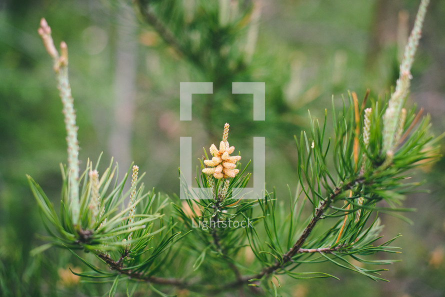 pollen on pine trees