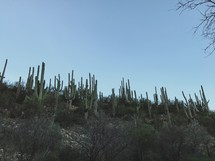 cactus on a hill 