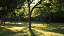 green grass under trees at a park 