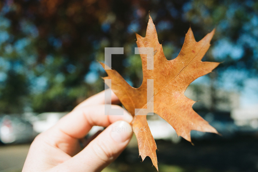 a person holding a fall leaf 