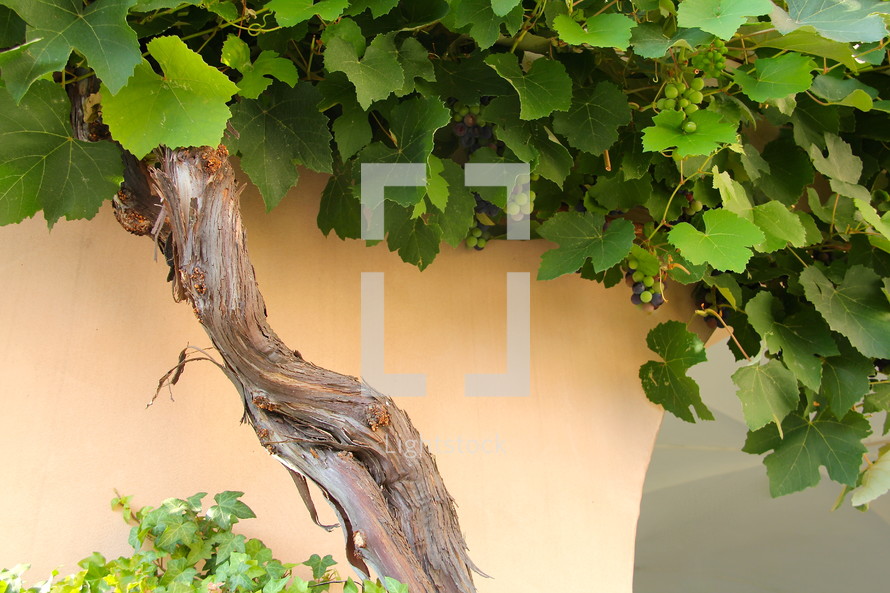 Old grape vine with green leaves and grapes - I am the vine you are the branches