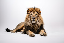 Lion posing in front of a white backdrop