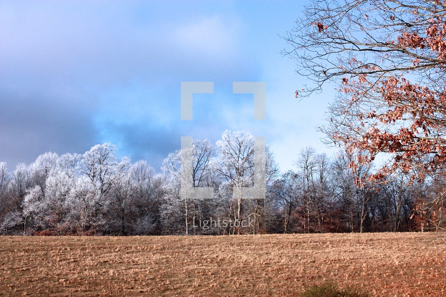 frost and ice on trees and plowed field 