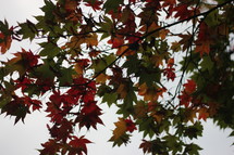 red and green leaves on a tree in late summer