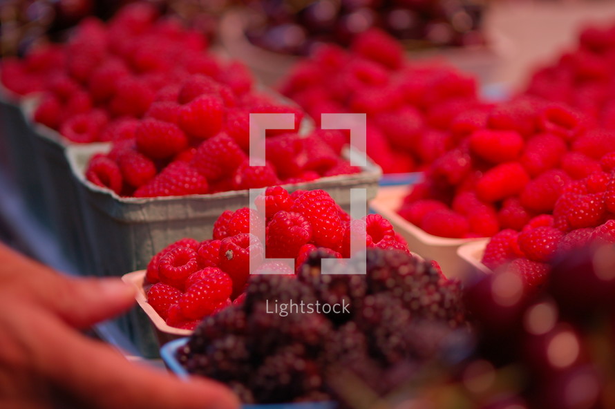 Baskets of raspberries.