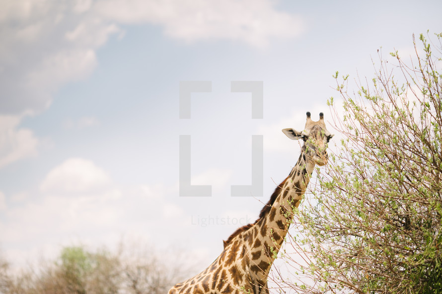 giraffe's long neck 