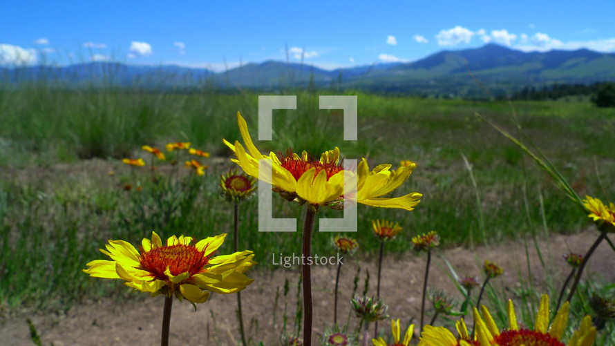 red and yellow flowers in front of a field and mountain backdrop