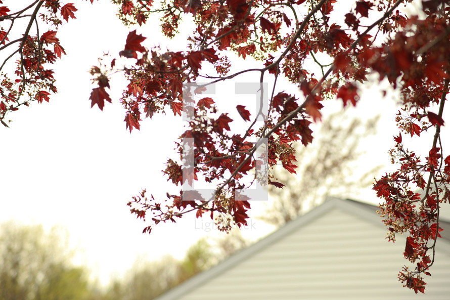 fall leaves on a tree and a house roof line