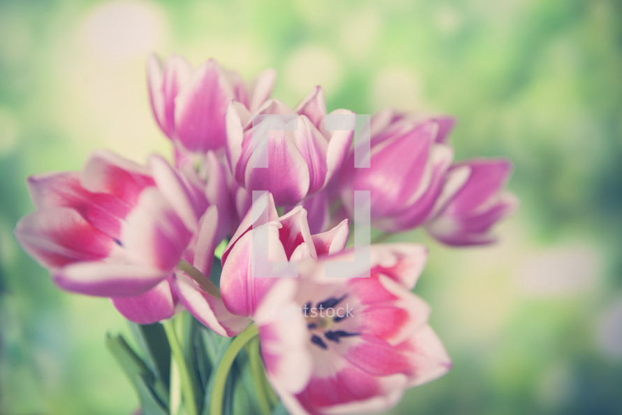 Mother's Day Flowers Background