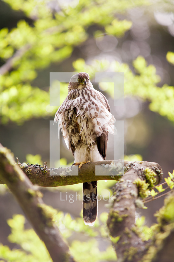 Bird perched on a tree limb.