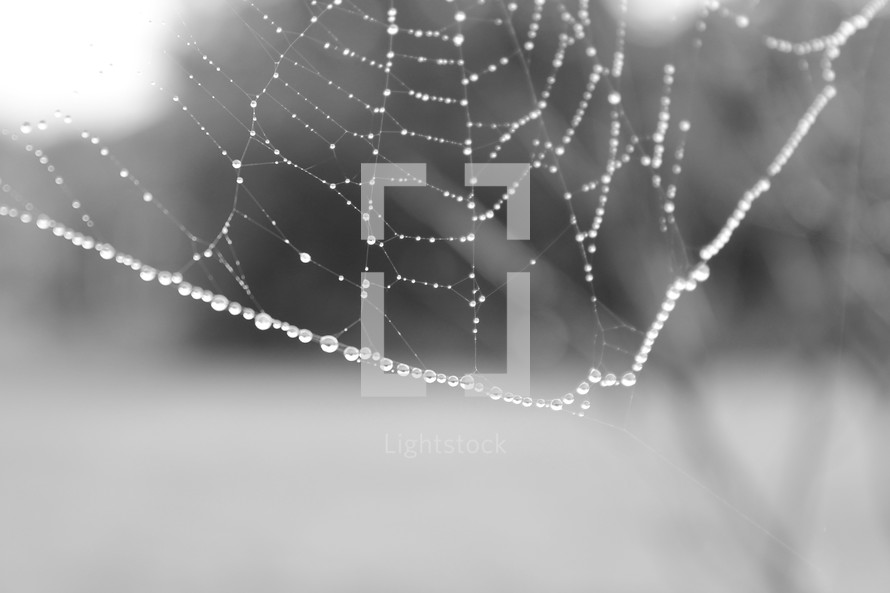 dew droplets on a spider web
