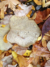 pile of wet fall leaves 