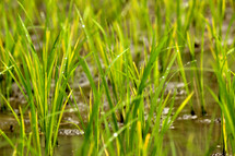 rice growing in a rice paddy