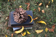 pine cone on a stack of books in the grass