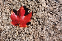 red leaf on asphalt 