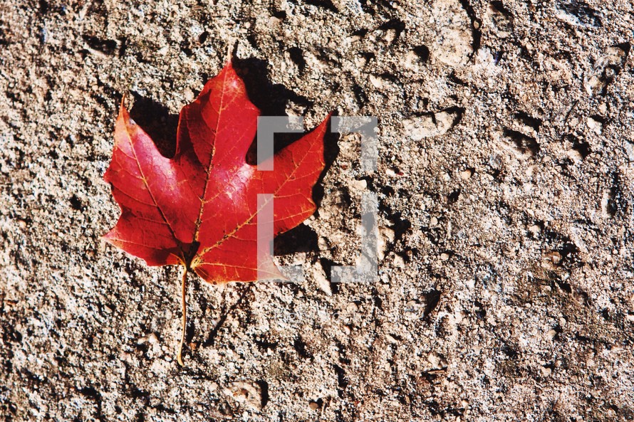 red leaf on asphalt 