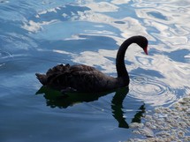 A Black Swan glides effortlessly through peaceful and calm waters. I often this think picture is a metaphor how our lives as Christians are supposed to be. The world is not a peaceful or restful place at times yet when you spot one of these magnificent birds gliding through the water, they have not a worry or a care in the world, they emulate peace which is what our lives are supposed to do as well to the world. 