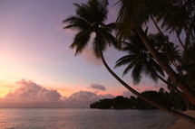 Palm trees on a tropical beach at sunset 