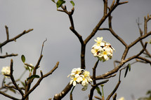 flowers on branches